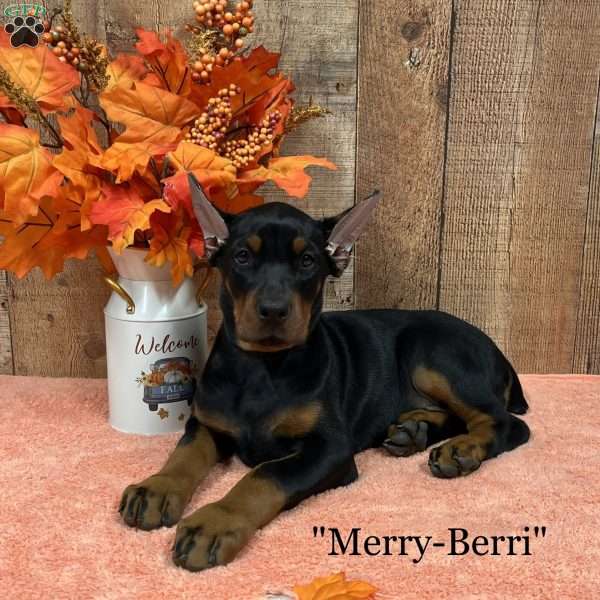 Merry-Berri, Doberman Pinscher Puppy